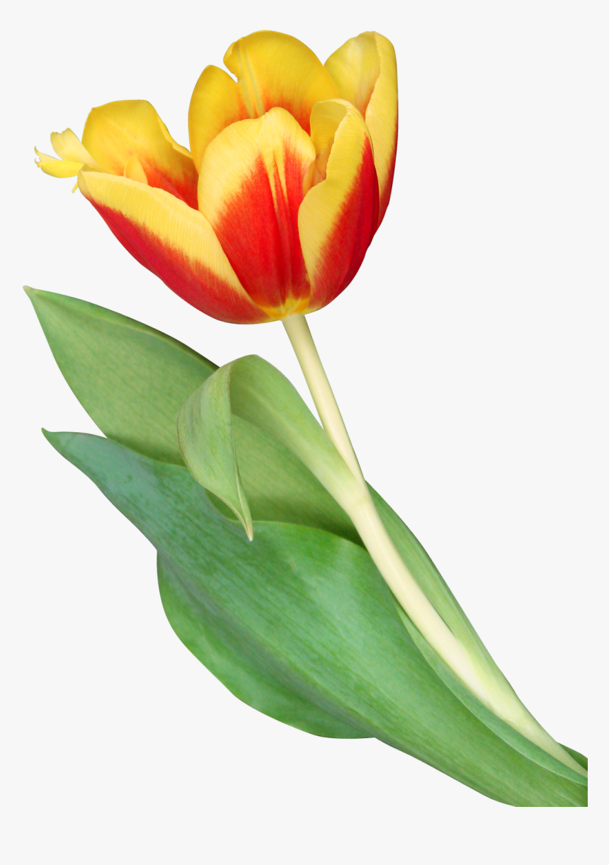 Tulip Png Image - Transparent Orange Tulip Png, Png Download, Free Download