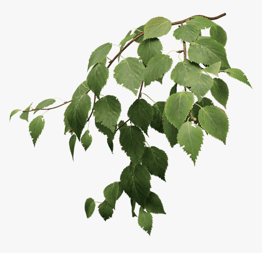 Birch Tree Leaves Png, Transparent Png, Free Download