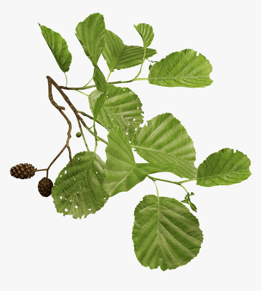 File - Blackaldertwigalpha - Alder Leaves Png, Transparent Png, Free Download