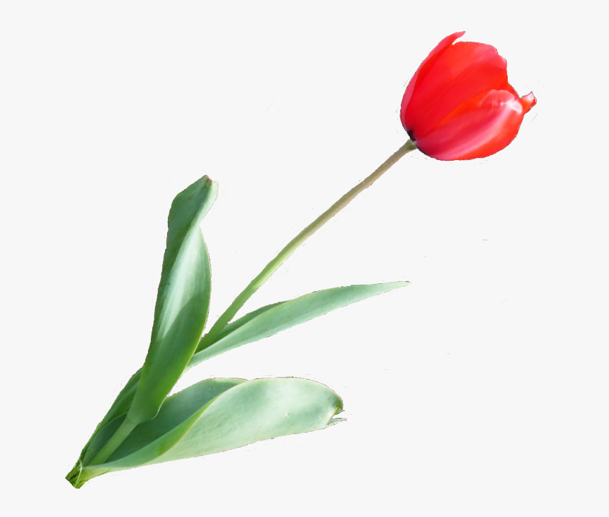 Artificial Flower, HD Png Download, Free Download