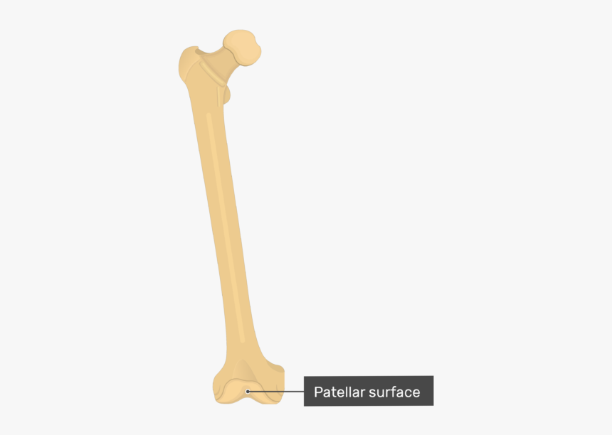 Patellar Surface - Femur Bone - Anterior View - Bone, HD Png Download, Free Download