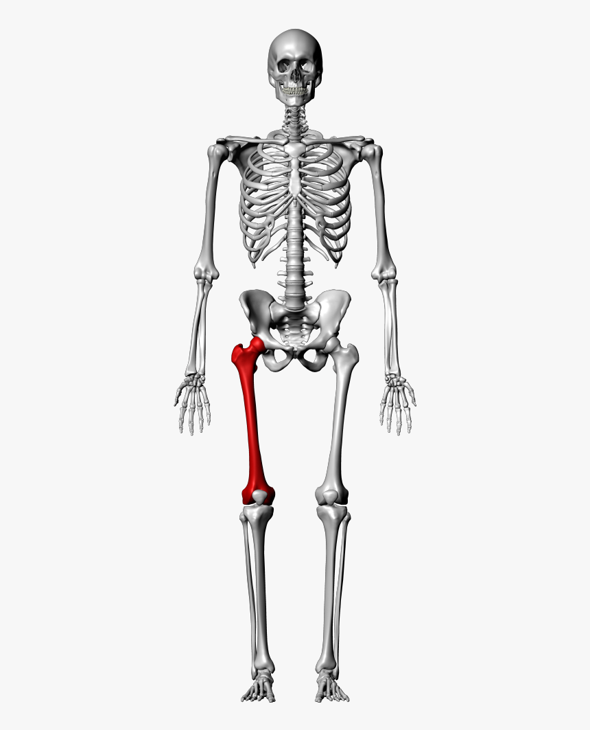 Femur Diagram Quiz - Parti Del Corpo In Inglese, HD Png Download, Free Download