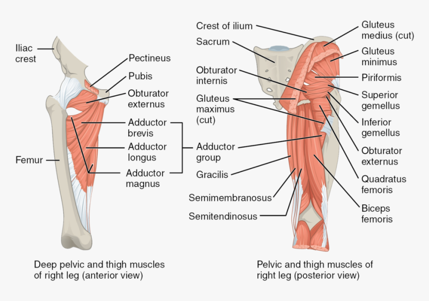 Mice Muscles Posterior Leg, HD Png Download, Free Download
