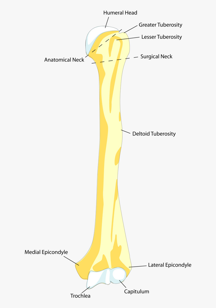 Clip Art Femur Bone Picture - Forearm Bone In Animal, HD Png Download, Free Download