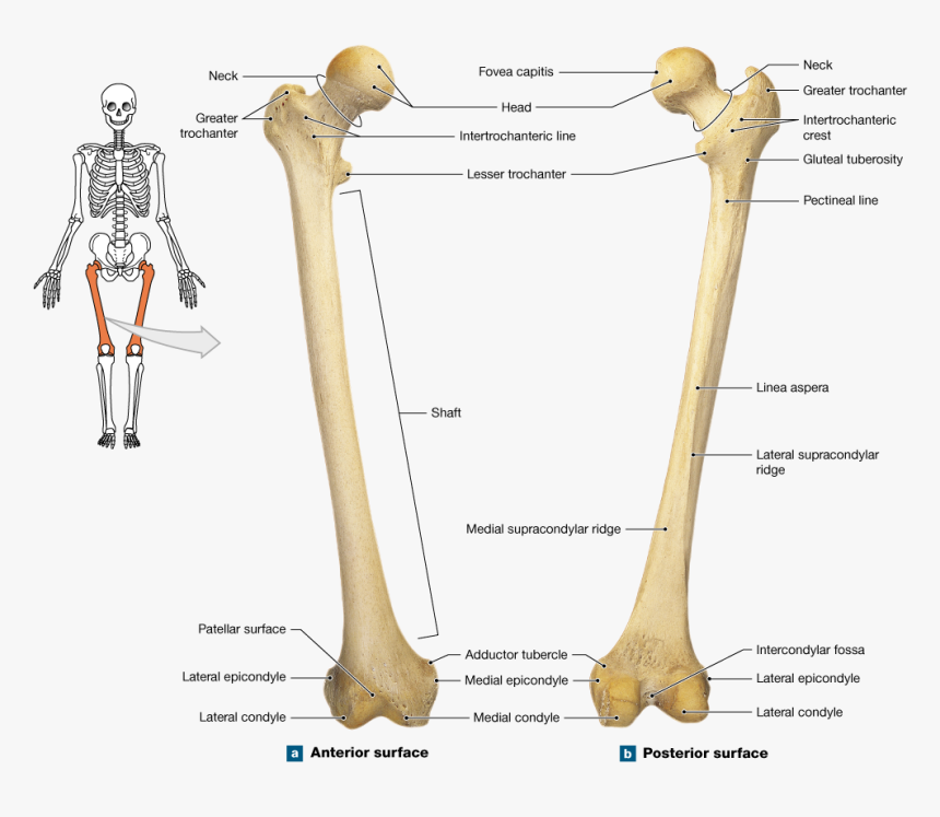 Clip Art The Bones Lower - Femur Bone Anterior And Posterior, HD Png Download, Free Download