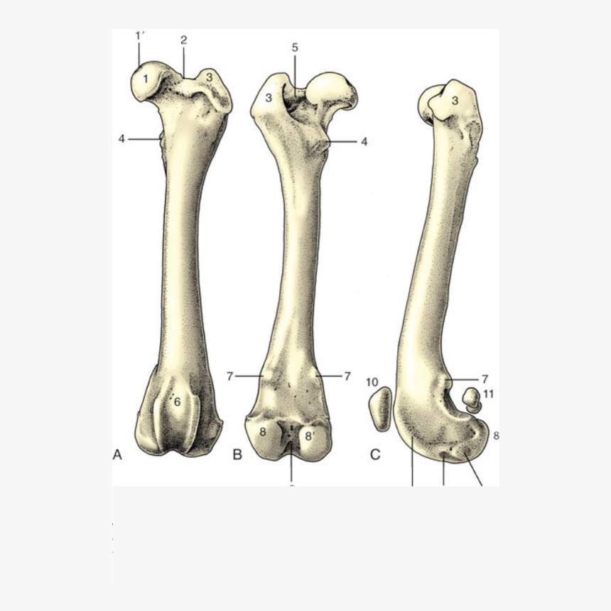 Bone, HD Png Download, Free Download