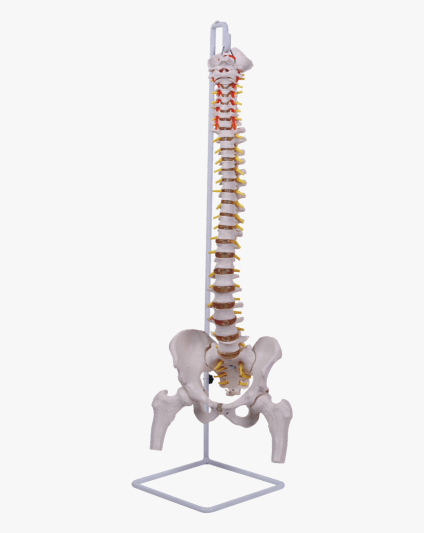 Classic Flexible Spinal Column With Femur - Skeleton, HD Png Download, Free Download