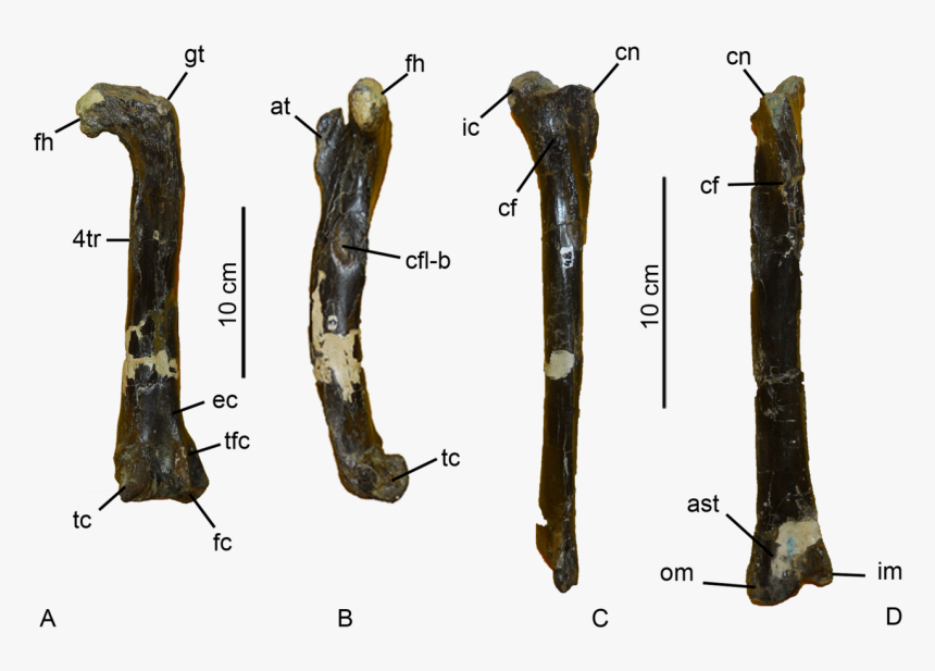 Coelophysis Femur, HD Png Download, Free Download