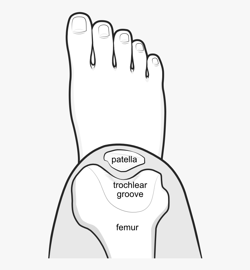 Femoral Groove Or Trochlear Groove - Trochlear Groove, HD Png Download, Free Download