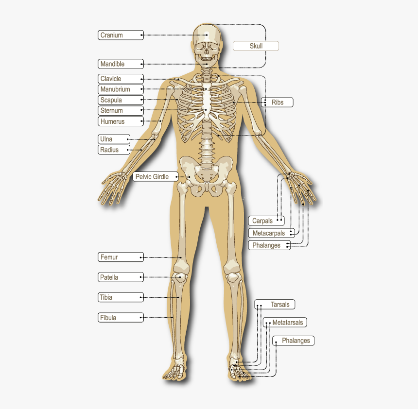 Body Parts In Back Side Spanish, HD Png Download, Free Download