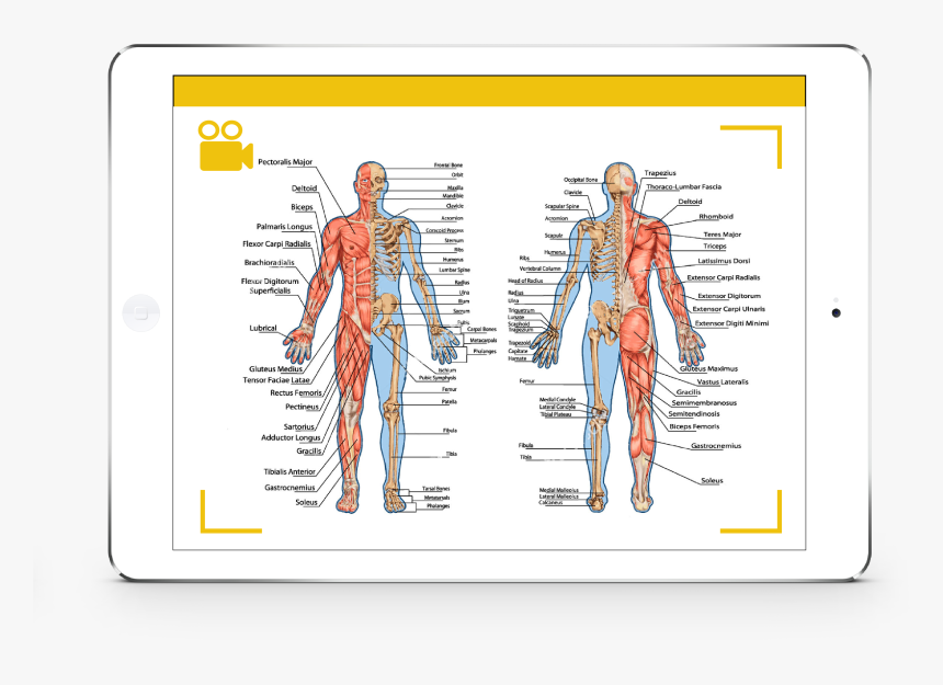 Anterior And Posterior View Of Skeletal Muscles, HD Png Download, Free Download