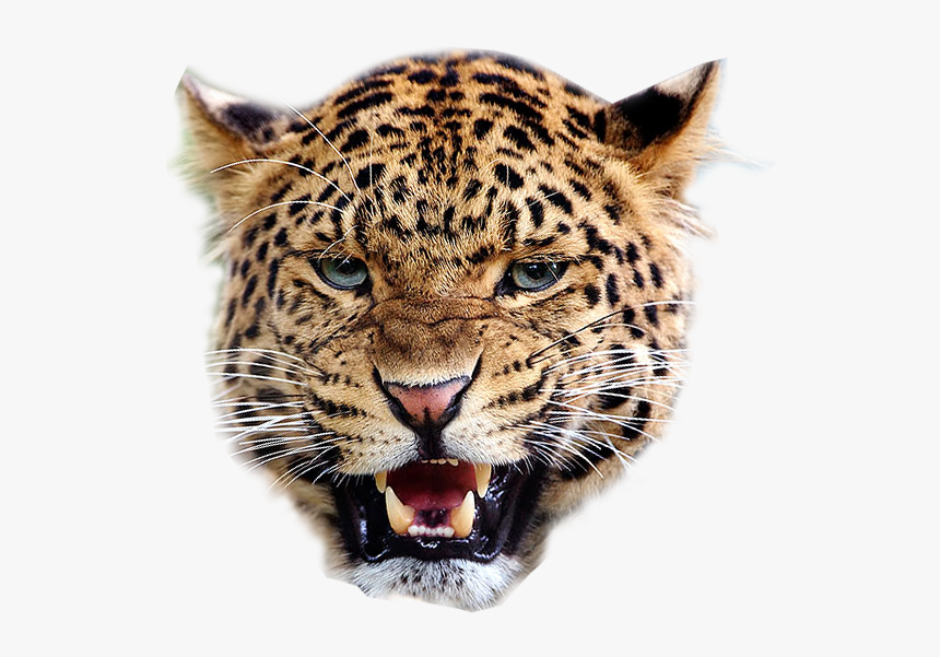 Leopard Face Png Pic - Leopard Transparent Background, Png Download, Free Download