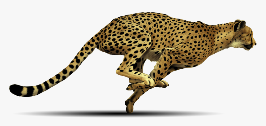 Cheetah Running Transparent Background, HD Png Download, Free Download