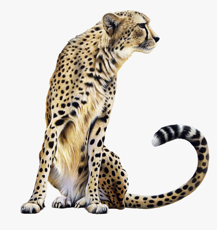 Download Cheetah Png Transparent - Cheetah Png Transparent, Png Download, Free Download