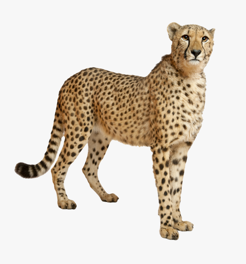 Cheetah Png - Cheetah Transparent, Png Download, Free Download