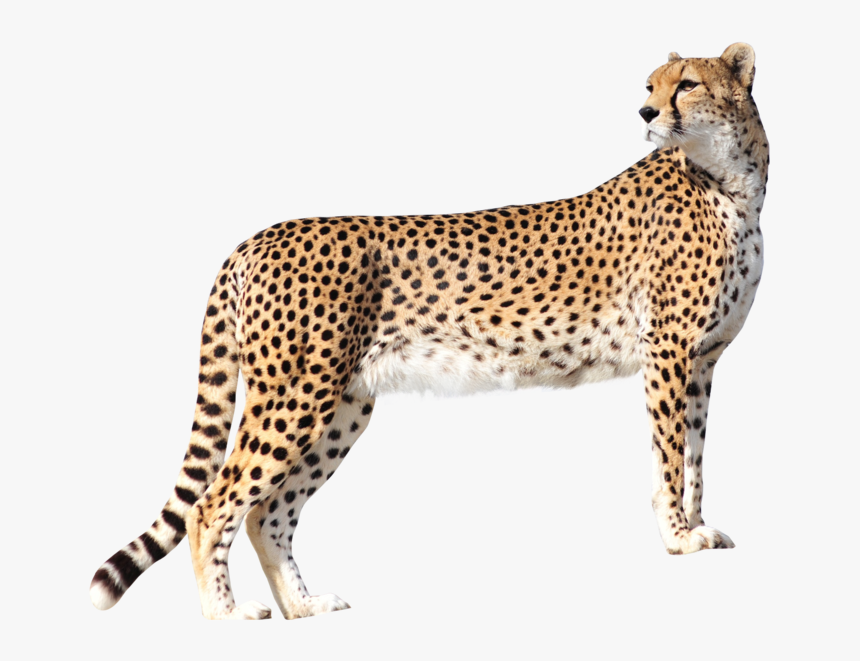 Cheetah Png, Transparent Png, Free Download