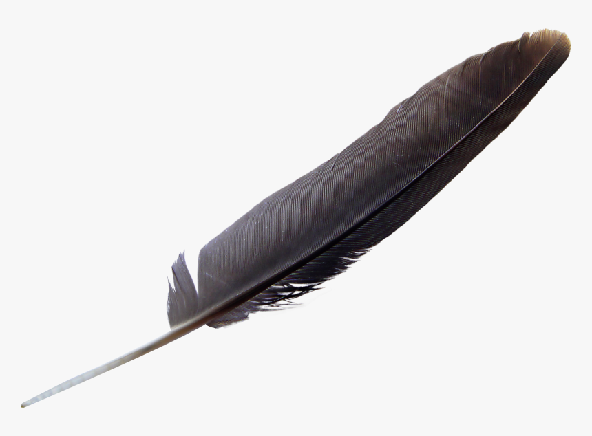 Eagle Feather Black, HD Png Download, Free Download
