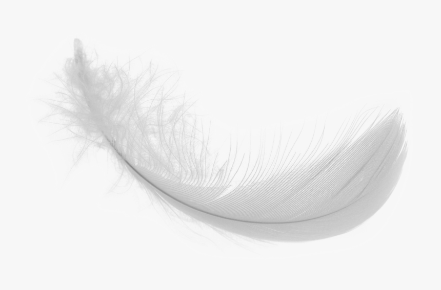 white feather PNG transparent image download, size: 6400x8000px