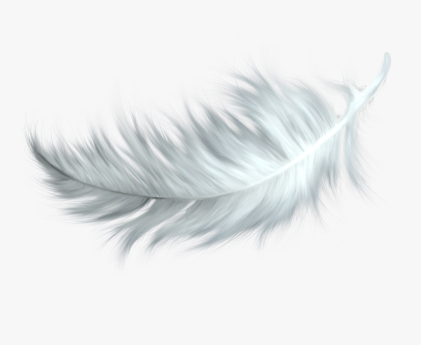 Bird Feather Png, Transparent Png, Free Download