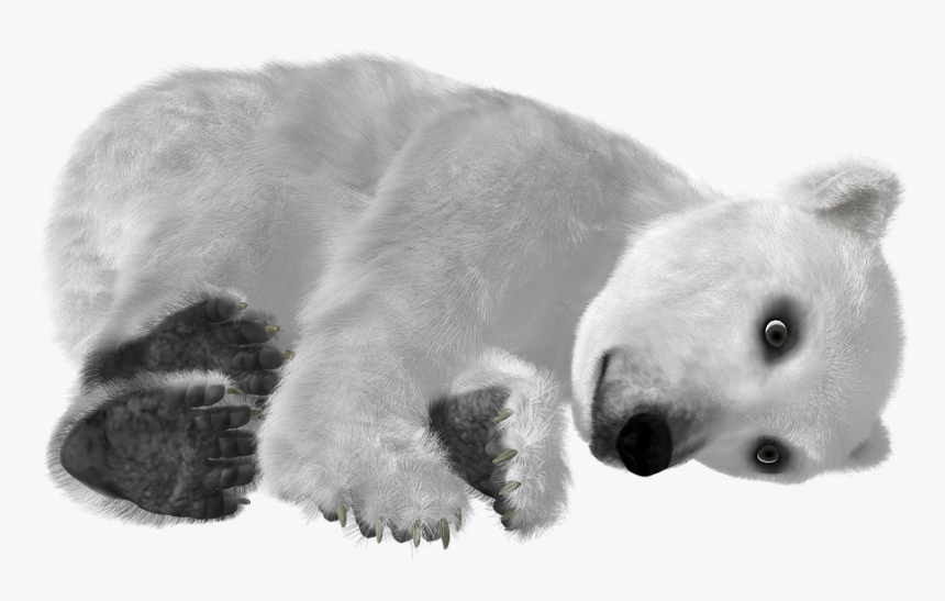 Download Polar Bear Png Transparent Images Transparent - Urso Polar Fundo Transparente, Png Download, Free Download