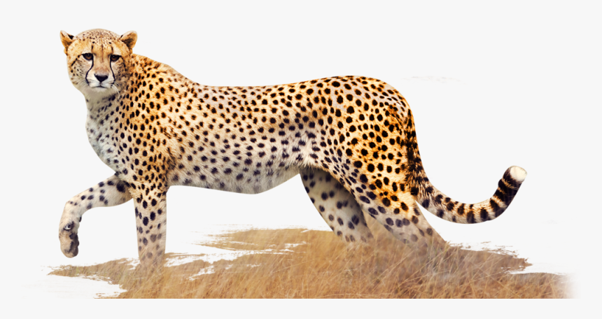 Clip Art Year Of The Walking - Cheetah Png, Transparent Png, Free Download