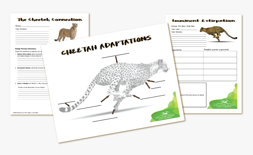 The Living Desert Cheetah Fun K-12 Activity Guides - Cheetah, HD Png Download, Free Download