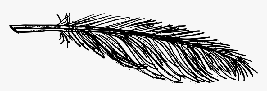 Feather Drawing Png, Transparent Png, Free Download