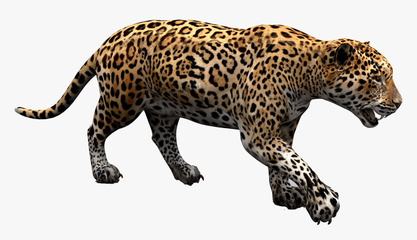 Terrestrial Figure,big Cats,african To Medium-sized - Jaguar Png, Transparent Png, Free Download