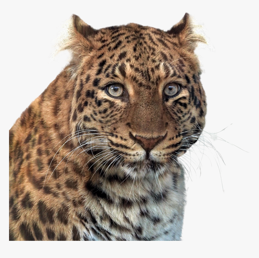 Panther Head Of Panther Animal Free Picture - Imagenes En Png De Animales, Transparent Png, Free Download