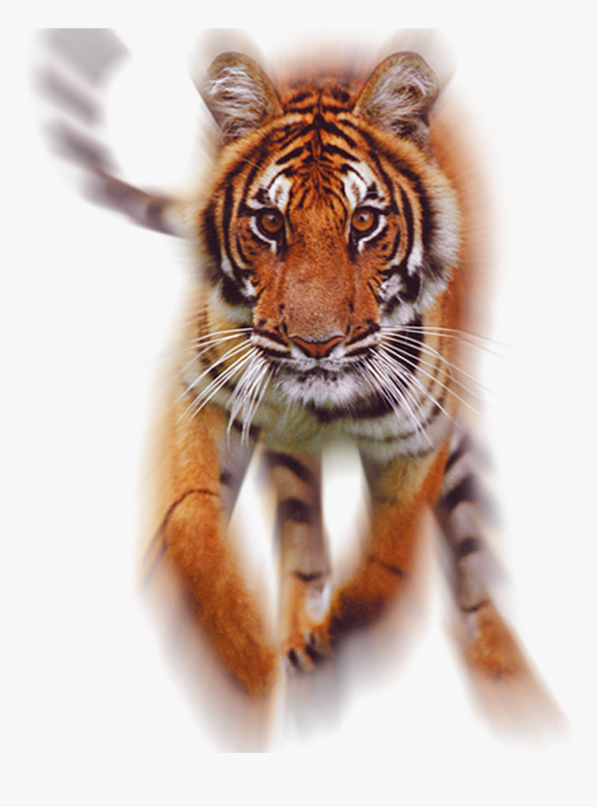 Transparent Running Png - Tiger Hd Png, Png Download, Free Download