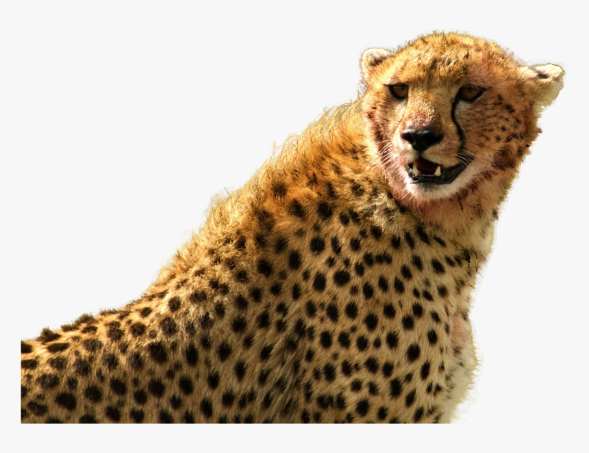 Cheetah Png Transparent Image - Cheetah Png High Resolution, Png Download, Free Download