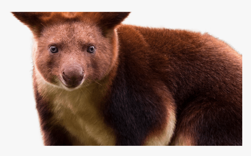 Goodfellows Tree Kangaroo Featured Min - Transparent Tree Kangaroo Png, Png Download, Free Download