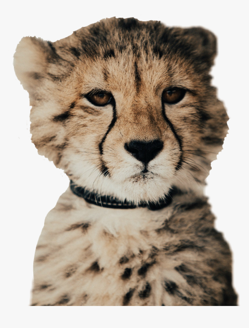 #cheetah - Baby Cheetah, HD Png Download, Free Download