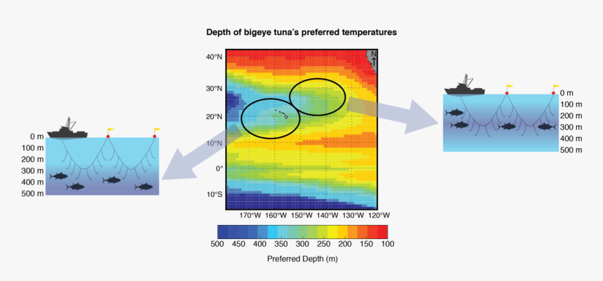 Map Showing The Depths Preferred By Bigeye Tuna And - Graphic Design, HD Png Download, Free Download