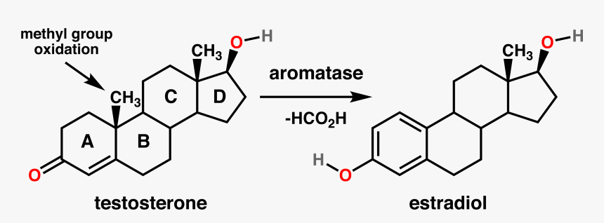 Testosterone Estradiol Conversion - Testosterone And Estradiol, HD Png Download, Free Download