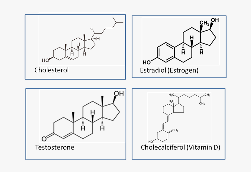 Dihydrotestosterone Vs Testosterone, HD Png Download, Free Download
