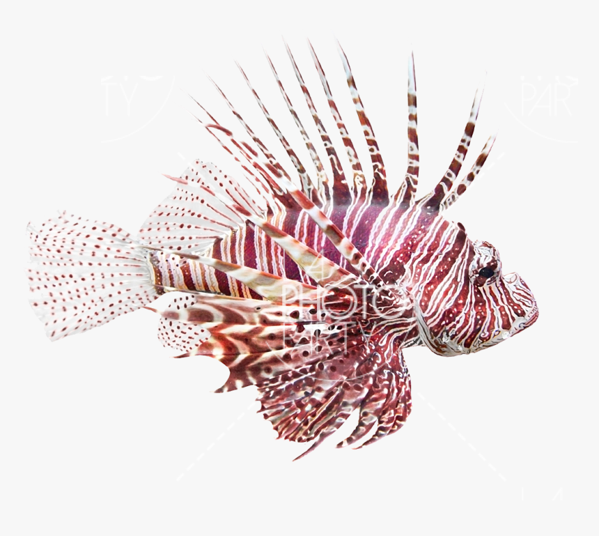 Fish Lionfish, Pterois Volitans Bath Rug Gear New ,, HD Png Download, Free Download