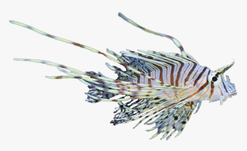 Lionfish Png, Transparent Png, Free Download