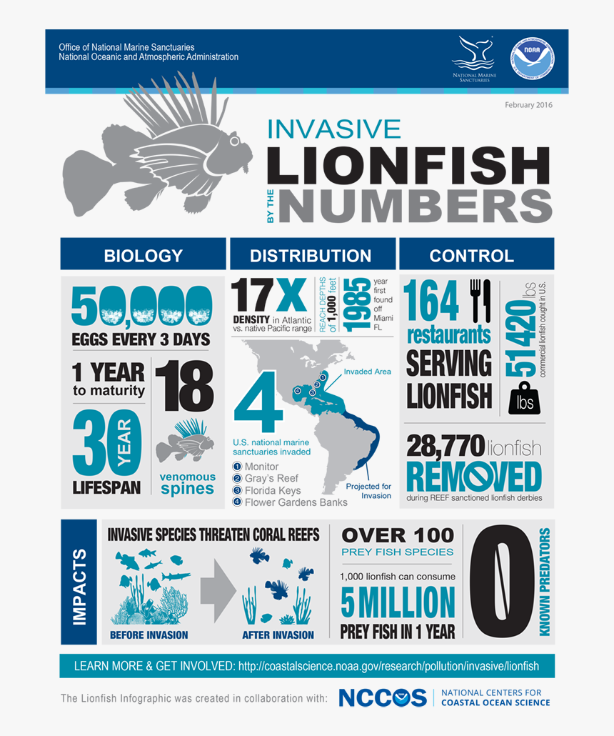 Lionfish Infographic - Noaa Lionfish, HD Png Download, Free Download