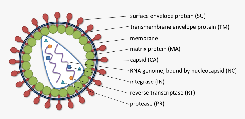 Nucleic Acid Delivery - C4real Logo, HD Png Download, Free Download