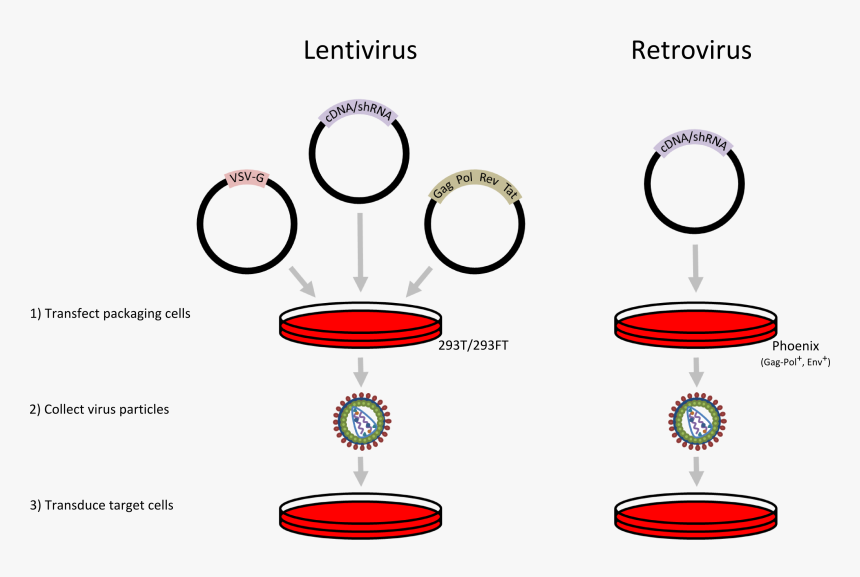 Nucleic Acid Delivery - Lentivirus Vs Retrovirus, HD Png Download, Free Download