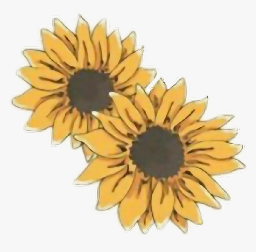 #sunflowers #yellow #tumblr #freetoedit - Png Sunflower, Transparent Png, Free Download