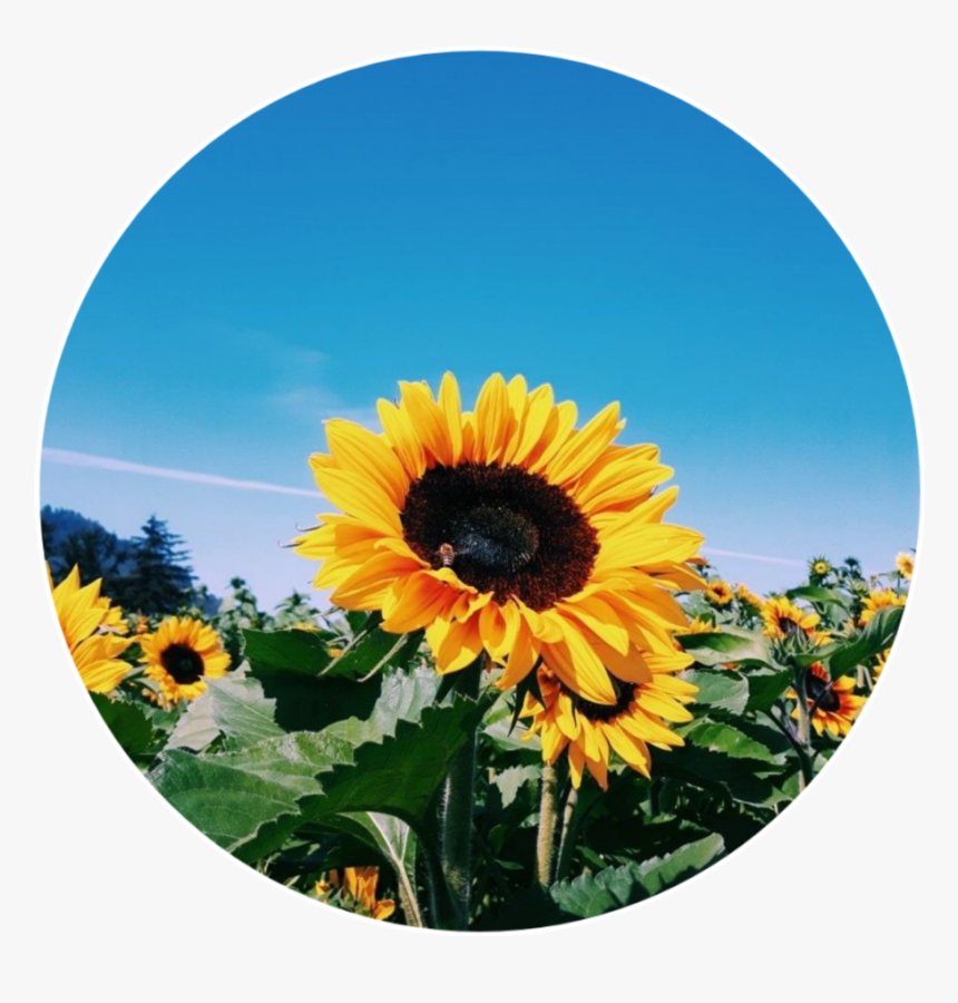 #girassol #sunflower #tumblr #tumblrgirl #icon #cute - Sunflower Tumblr Png, Transparent Png, Free Download