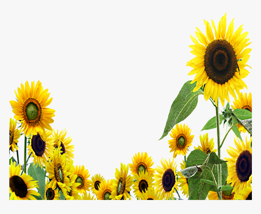 Girasoles Aesthetic Tumblr Sunset Sunflower Pictures - Transparent Background Sunflower Clipart, HD Png Download, Free Download