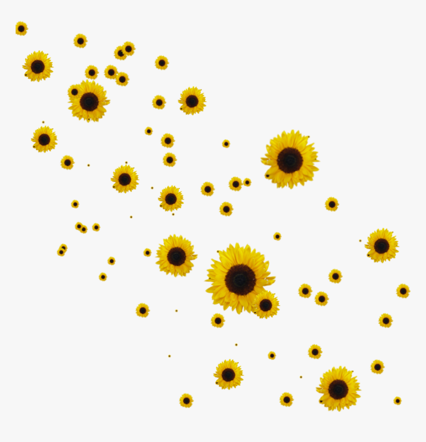 Featured image of post Aesthetic Sunflower Png You can download free sunflower png images with transparent backgrounds from the largest collection on pngtree