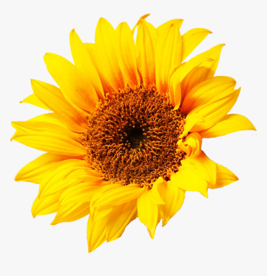 Sunflower Png Aesthetic - Sun Flower, Transparent Png, Free Download
