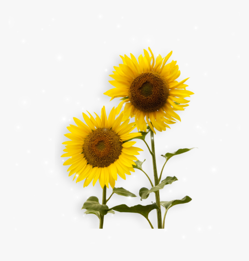 Sunflower Powerpoint Template Free, HD Png Download, Free Download