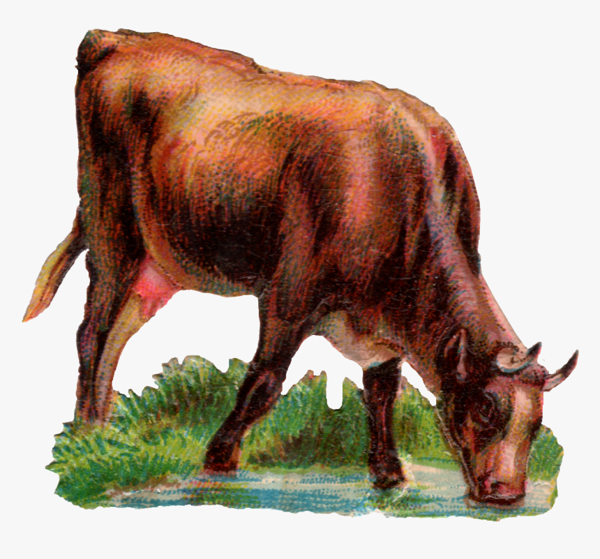 Today We Have A Cow Drinking Water - Ox Animal Drinking Water, HD Png Download, Free Download