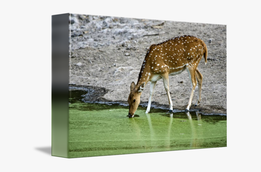 Deer Transparent Drinking Water Png - Deer Drinking From Lake Drawing, Png Download, Free Download