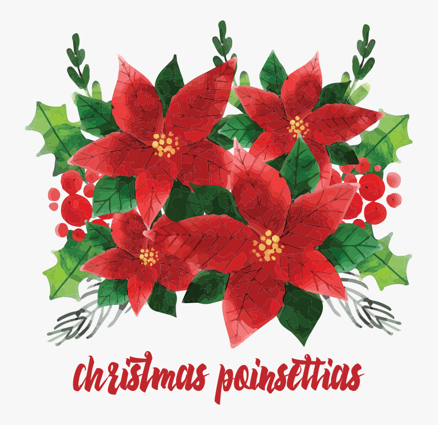 Transparent Christmas Poinsettias Clipart - Poinsettia, HD Png Download, Free Download